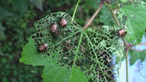 Japanese Beetle Feeding