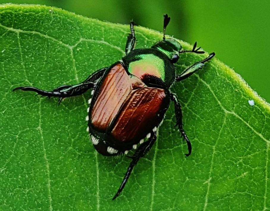 Adult Japanese Beetle