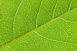 Healthy Green leaf