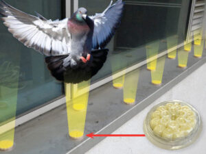 Optical fire gel for bird deterrent