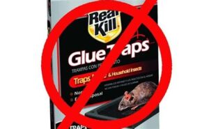 Don't use glue traps