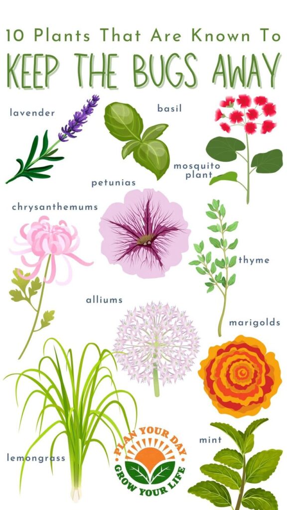 Plants to keep the bugs away